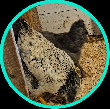 Jeunes poules - Photo 3