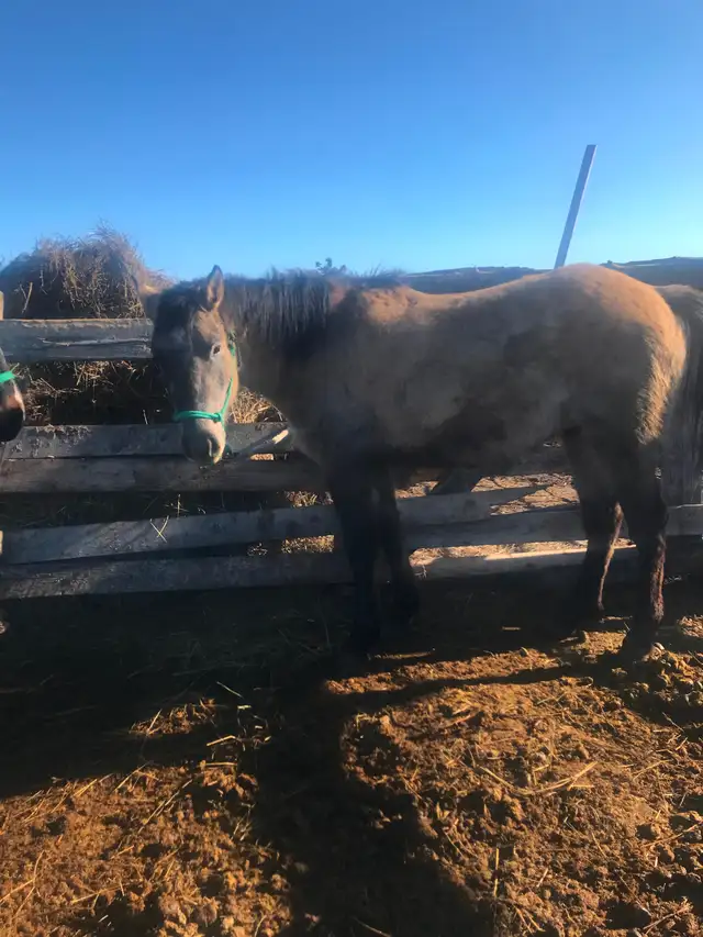 Project horses - Photo 2