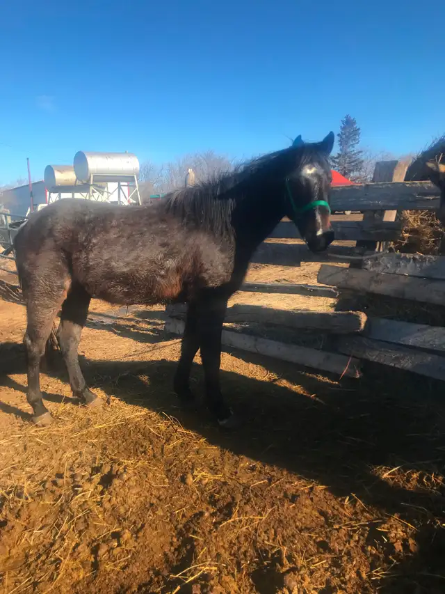 Project horses - Photo 3