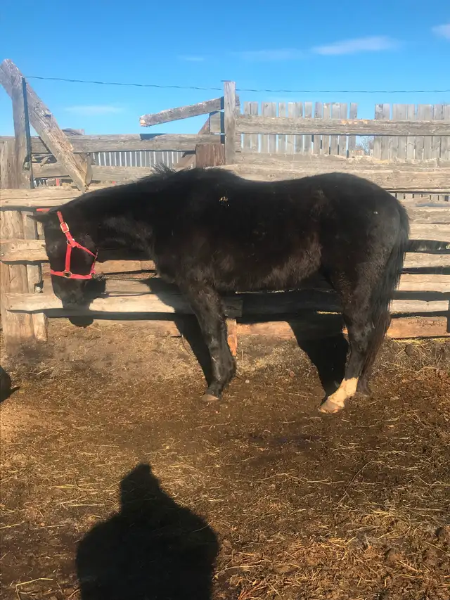 Project horses - Photo 4