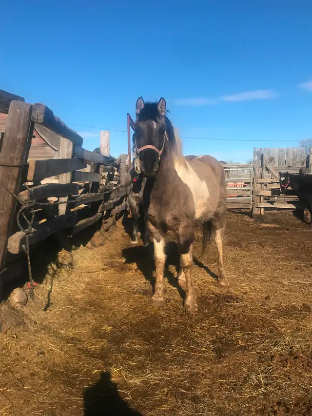 Project horses - Photo 5