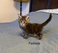 Beautiful purebred Maine Coon kittens - Photo 5