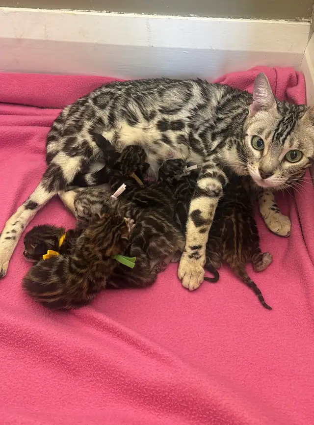 TICA Registered Bengal Kittens