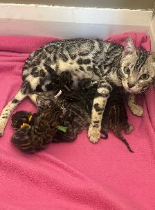 TICA Registered Bengal Kittens