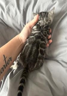 TICA Registered Bengal Kittens - Photo 7