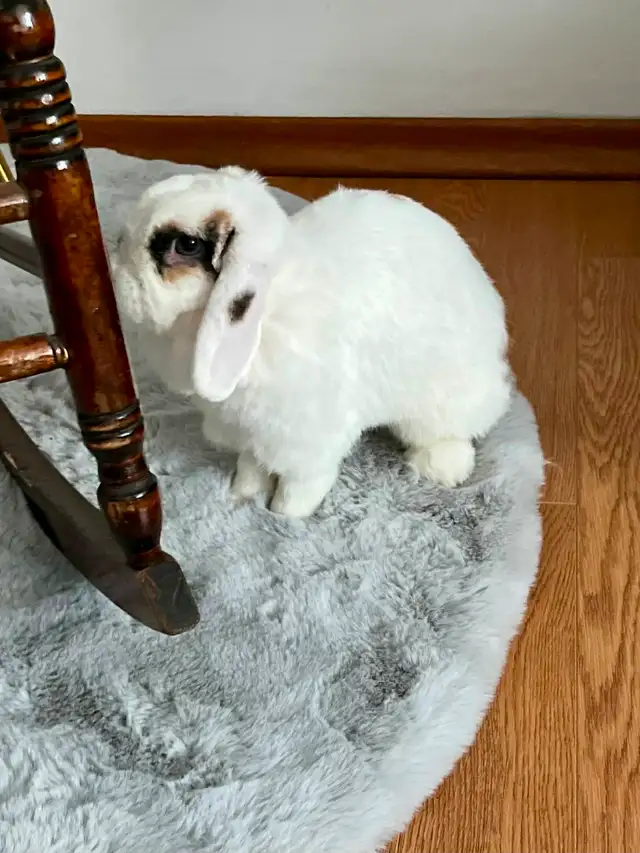 Rascally Rabbit Rescue - Spayed Bunny