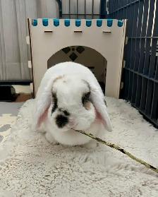 Rascally Rabbit Rescue - Spayed Bunny - Photo 2