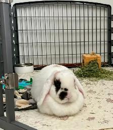 Rascally Rabbit Rescue - Spayed Bunny - Photo 4