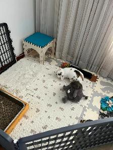 Rascally Rabbit Rescue - Spayed Bunny - Photo 6