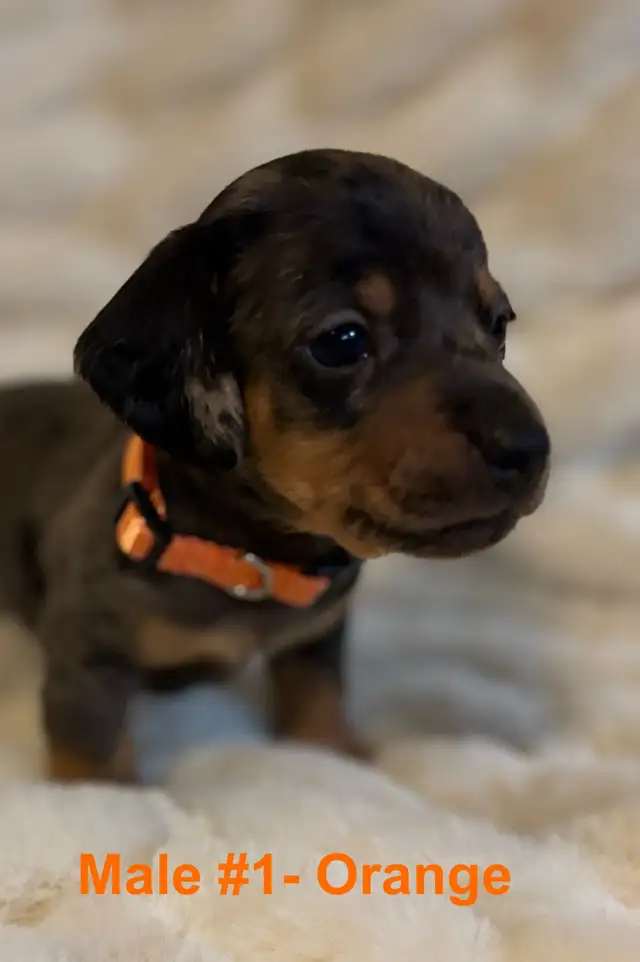Miniature Dachshund puppies