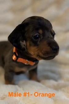 Miniature Dachshund puppies