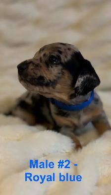 Miniature Dachshund puppies - Photo 2