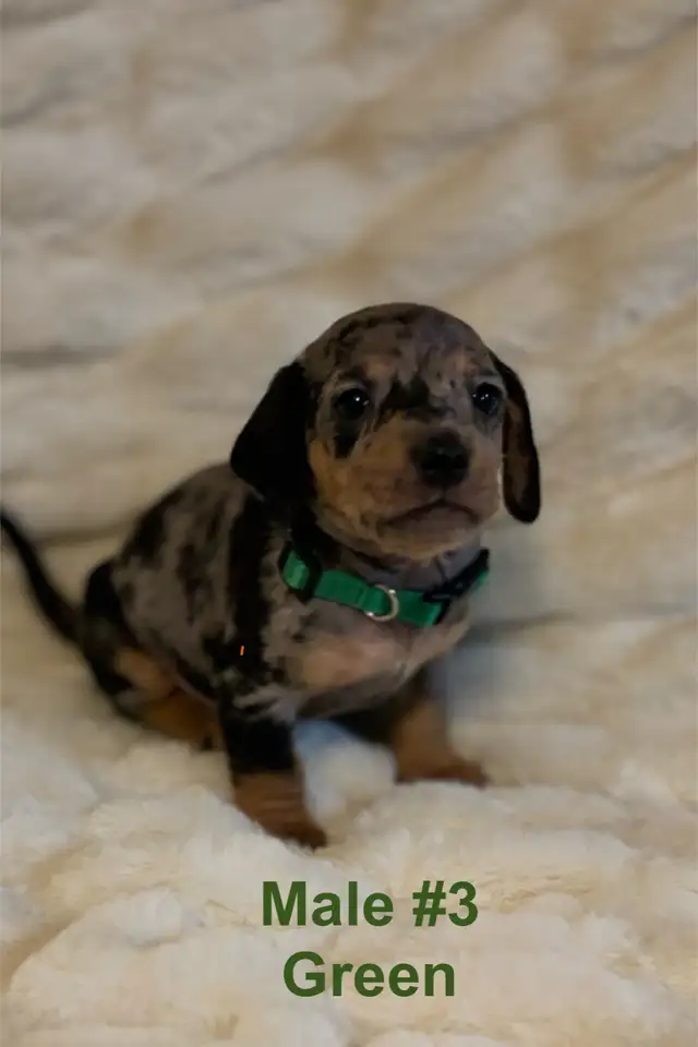 Miniature Dachshund puppies - Photo 3