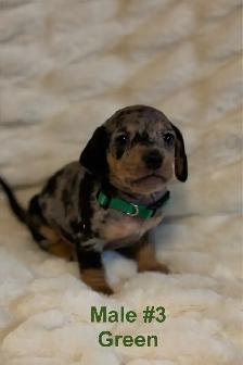 Miniature Dachshund puppies - Photo 3