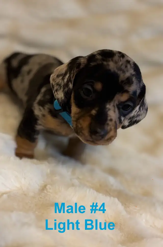 Miniature Dachshund puppies - Photo 4