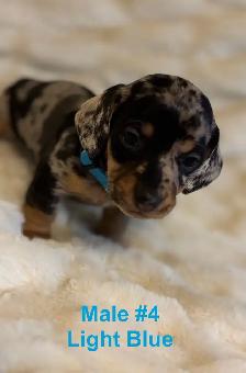 Miniature Dachshund puppies - Photo 4