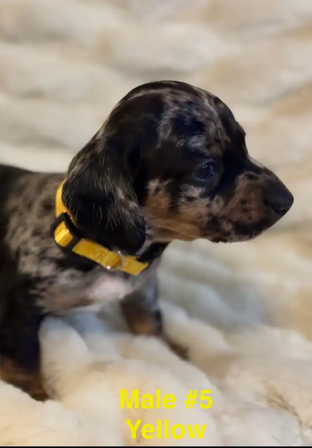 Miniature Dachshund puppies - Photo 5