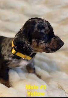 Miniature Dachshund puppies - Photo 5