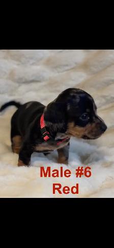Miniature Dachshund puppies - Photo 6