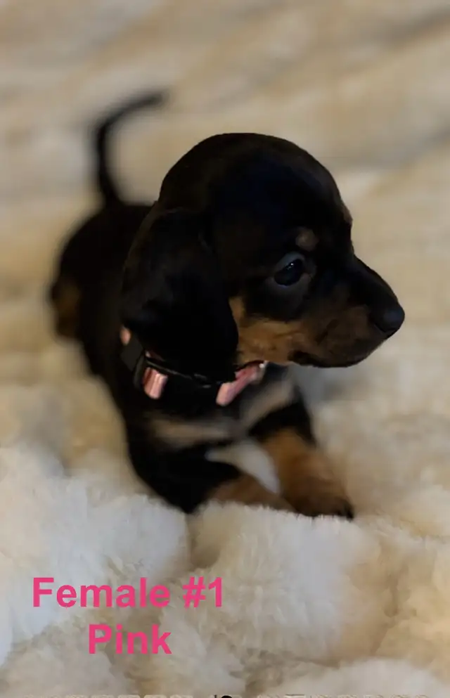 Miniature Dachshund puppies - Photo 7