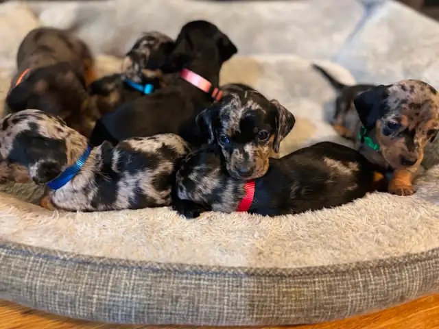 Miniature Dachshund puppies - Photo 8