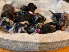 Miniature Dachshund puppies - Photo 8