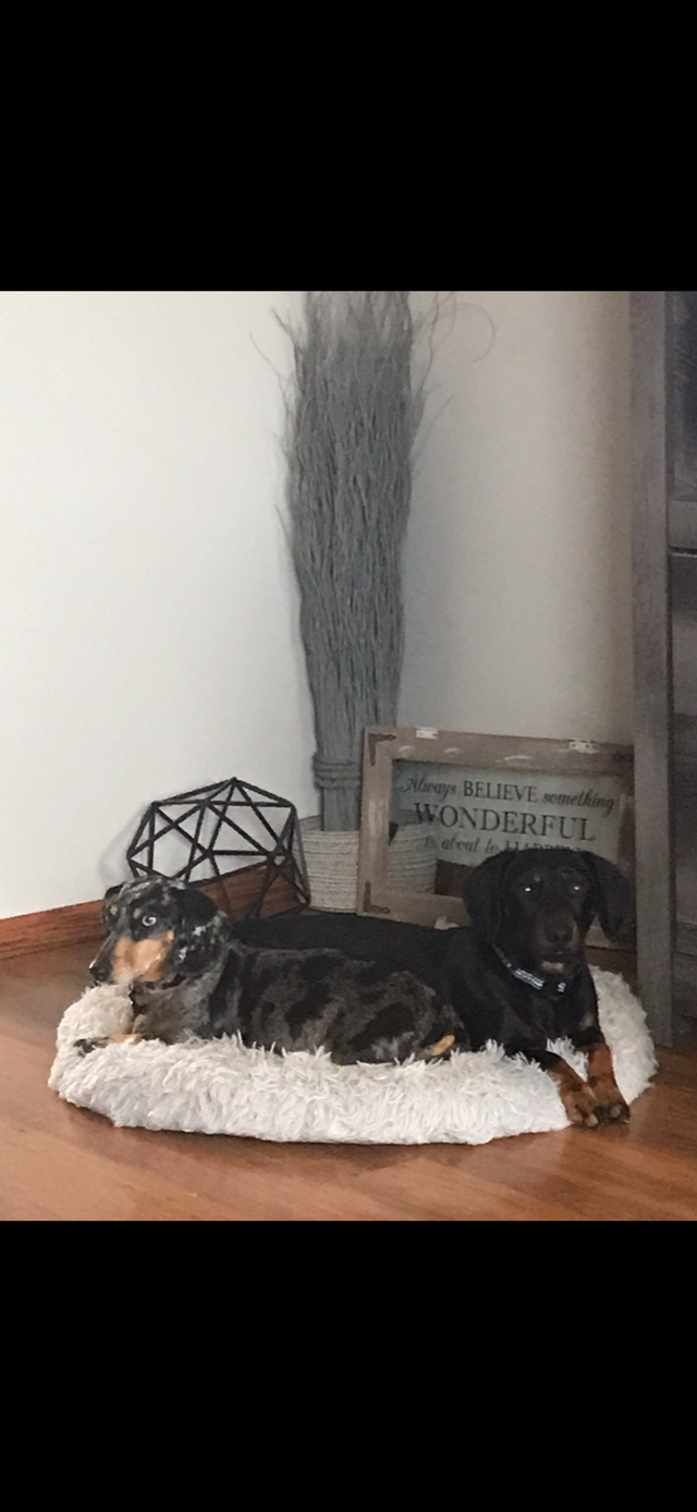 Miniature Dachshund puppies - Photo 9