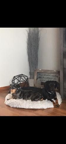 Miniature Dachshund puppies - Photo 9