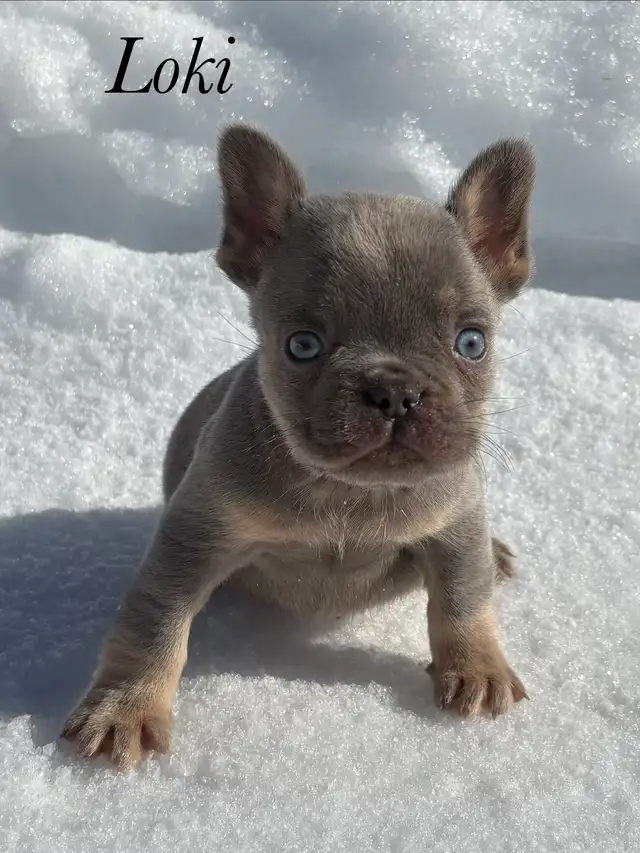 Chiots Bouledogues Français Pur race