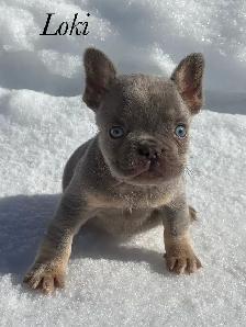 Chiots Bouledogues Français Pur race