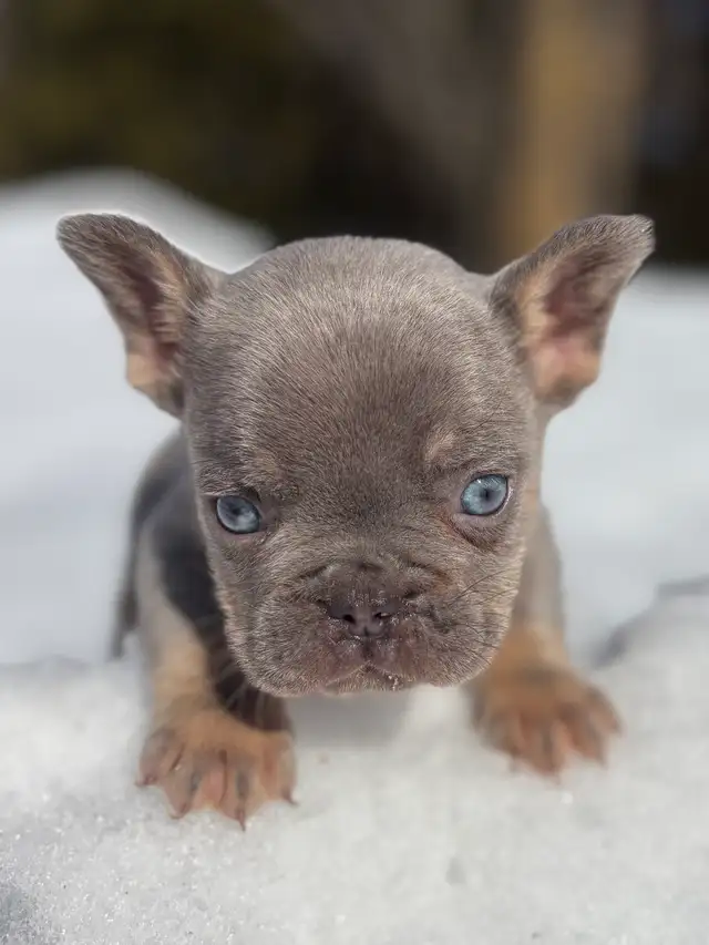 Chiots Bouledogues Français Pur race - Photo 2