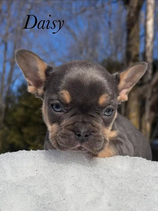 Chiots Bouledogues Français Pur race - Photo 3