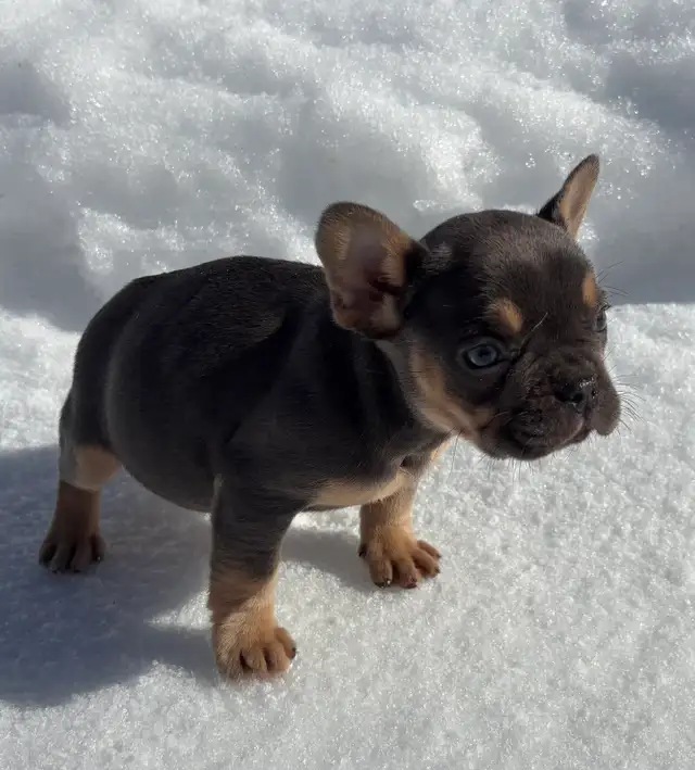 Chiots Bouledogues Français Pur race - Photo 4