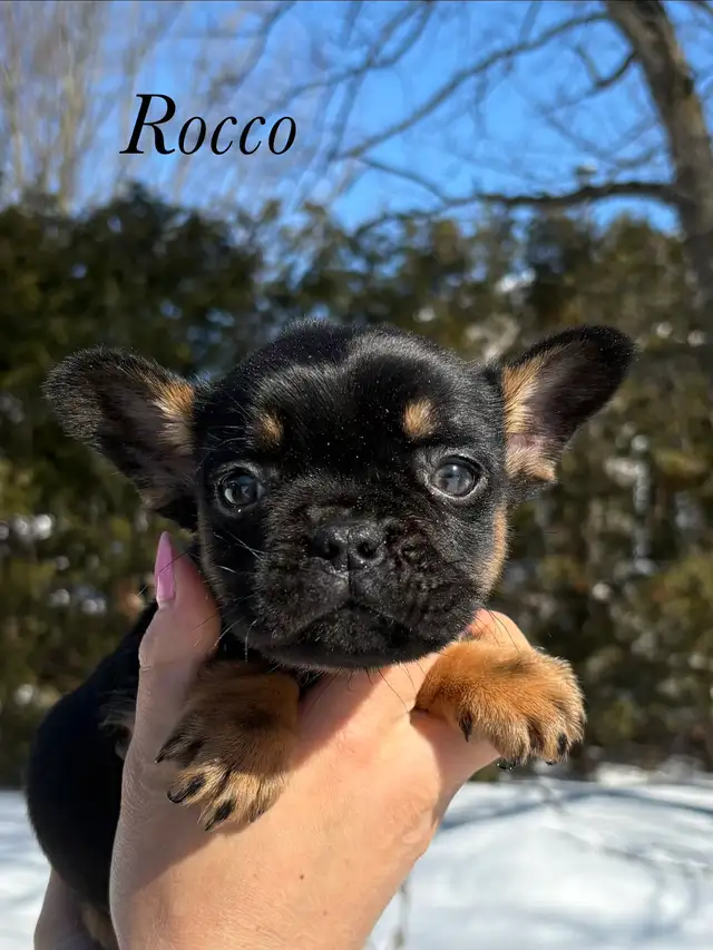 Chiots Bouledogues Français Pur race - Photo 5