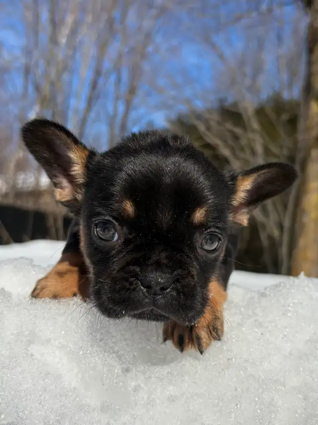 Chiots Bouledogues Français Pur race - Photo 6