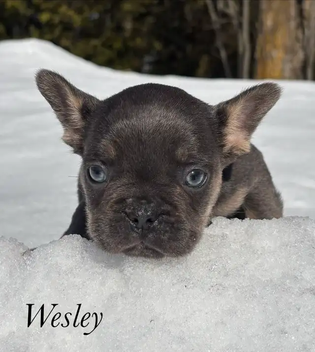 Chiots Bouledogues Français Pur race - Photo 7