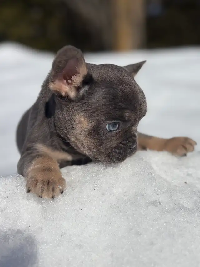 Chiots Bouledogues Français Pur race - Photo 8