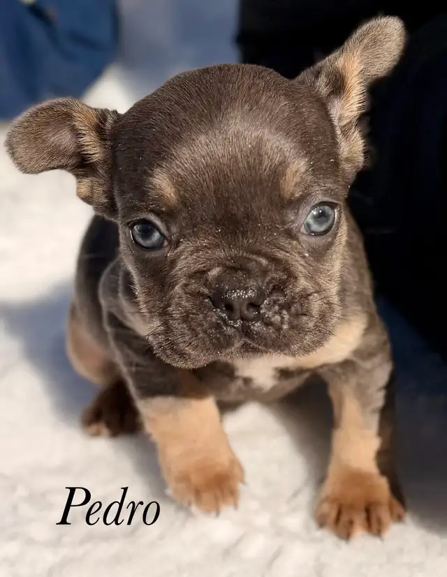 Chiots Bouledogues Français Pur race - Photo 9