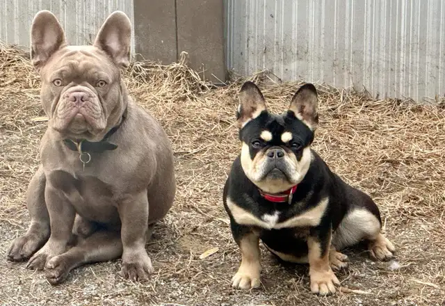 Chiots Bouledogues Français Pur race - Photo 10