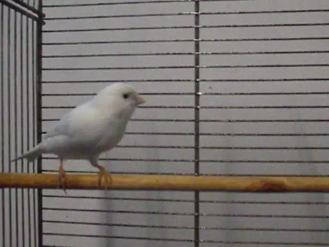 Serin canari mâle blanc