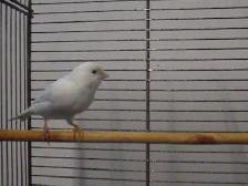 Serin canari mâle blanc