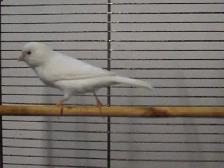 Serin canari mâle blanc - Photo 2