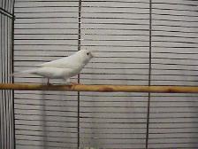 Serin canari mâle blanc - Photo 3