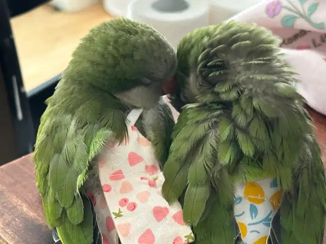 green Quaker parrot hand-fed