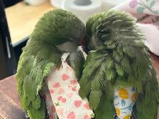 green Quaker parrot hand-fed