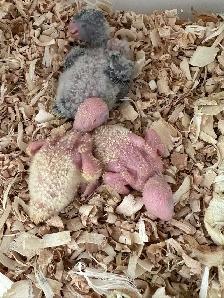green Quaker parrot hand-fed - Photo 2