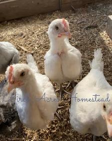 White Bresse (Gauloise) Chicks and Hatching Eggs