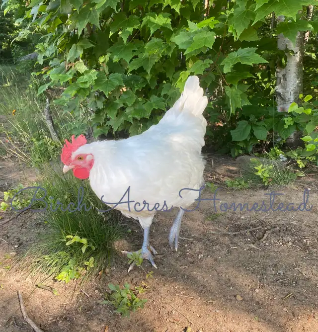 White Bresse (Gauloise) Chicks and Hatching Eggs - Photo 3