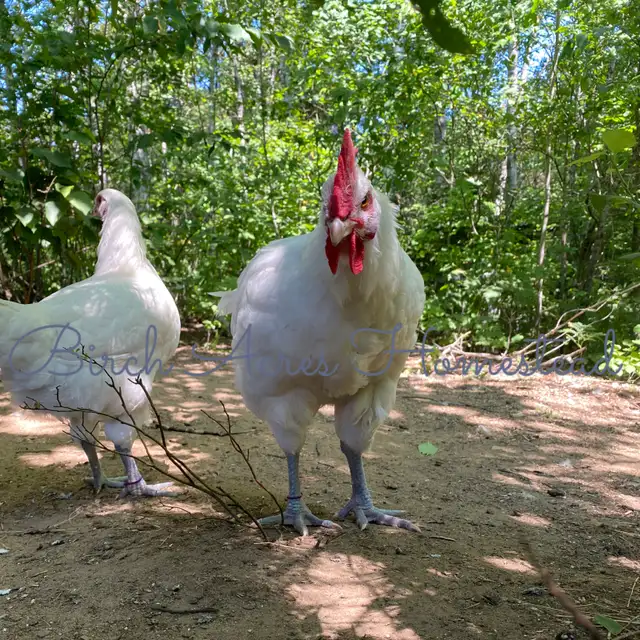 White Bresse (Gauloise) Chicks and Hatching Eggs - Photo 4