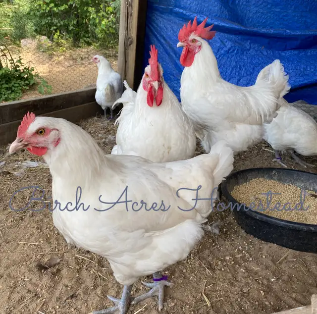 White Bresse (Gauloise) Chicks and Hatching Eggs - Photo 6